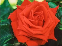 Роза чайно-гибридная 