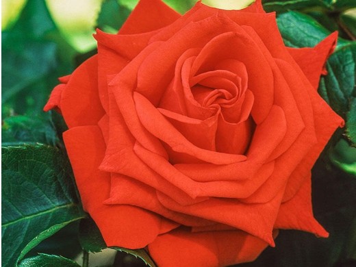 Роза чайно-гибридная Роза чайно-гибридная