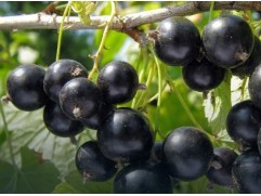 Смородина черная 