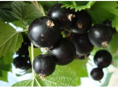 Смородина черная 