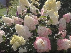 Гортензия метельчатая 