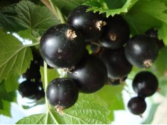 Смородина черная 