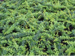 Барбарис Тунберга 