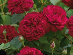 Роза английская 