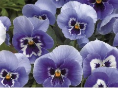 Виола рогатая 