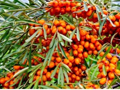 Облепиха 