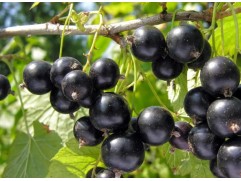 Смородина черная 