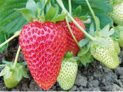 Земляника крупноплодная ремонтантная 