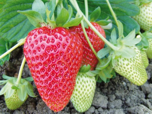 Земляника крупноплодная ремонтантная Земляника крупноплодная ремонтантная