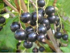 Смородина черная 