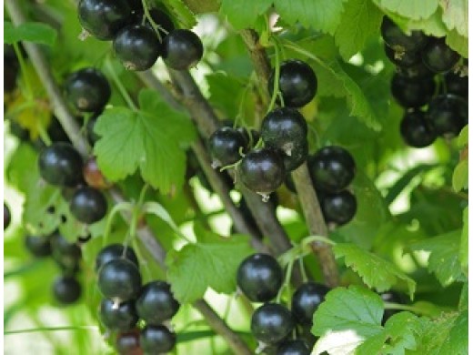 Смородина черная Смородина черная