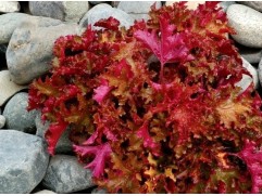 Гейхера гибридная  