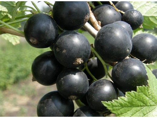 Смородина черная Смородина черная