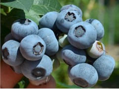 Голубика высокорослая 