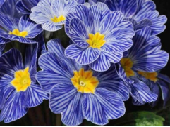 Примула бесстебельная “Blue Zebra