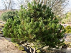 Сосна Гельдрейха 