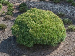 Сосна горная 