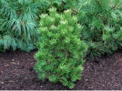 Сосна горная 