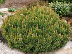 Сосна горная 