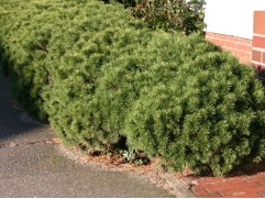 Сосна горная 