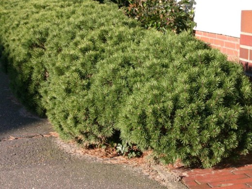 Сосна горная "Pumilio" (Контейнер 7,0л.) Сосна горная "Pumilio" (Контейнер 7,0л.)