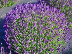 Лаванда узколистная 