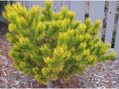 Сосна горная 