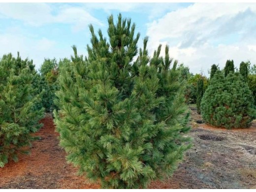 Сосна кедровая европейская (Контейнер 3,0л.) Сосна кедровая европейская (Контейнер 3,0л.)