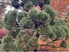 Сосна обыкновенная 