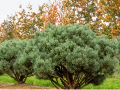 Сосна обыкновенная 