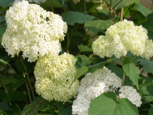 Гортензия древовидная Гортензия древовидная