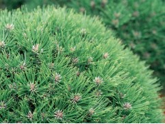 Сосна черная Сосна черная