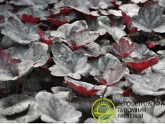 Гейхера гибридная 