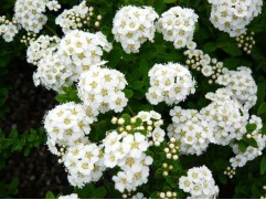 Спирея ниппонская 