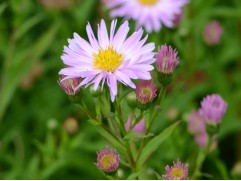 Астра новобельгийская 