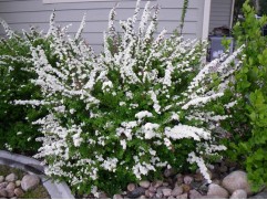 Спирея ниппонская 