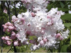 Сирень обыкновенная 