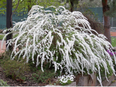 Спирея серая 