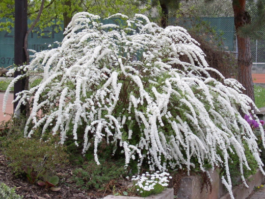Спирея серая Спирея серая