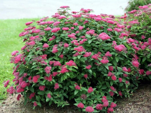 Спирея японская Спирея японская