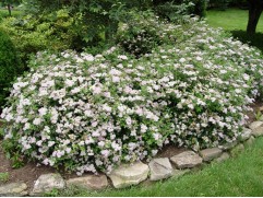 Спирея японская 