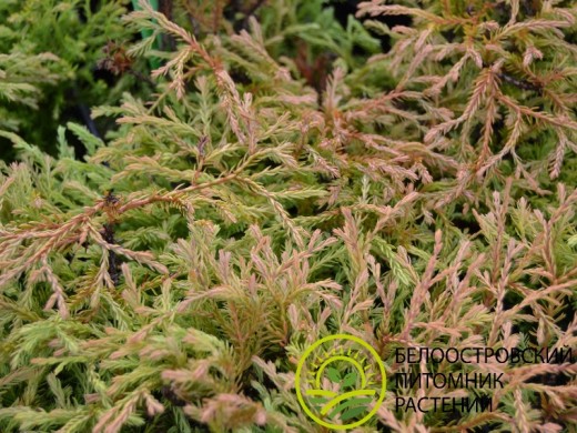 Туя западная Туя западная