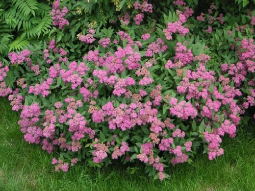 Спирея японская Спирея японская