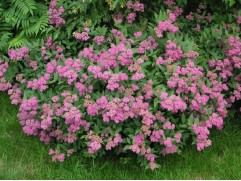 Спирея японская 