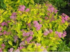 Спирея японская Спирея японская