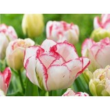 Тюльпан сорт "Showroom"