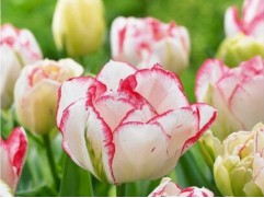 Тюльпан сорт "Showroom"