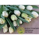 Тюльпан сорт 