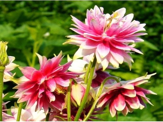 Аквилегия обыкновенная Аквилегия обыкновенная