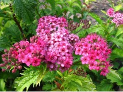 Спирея японская 